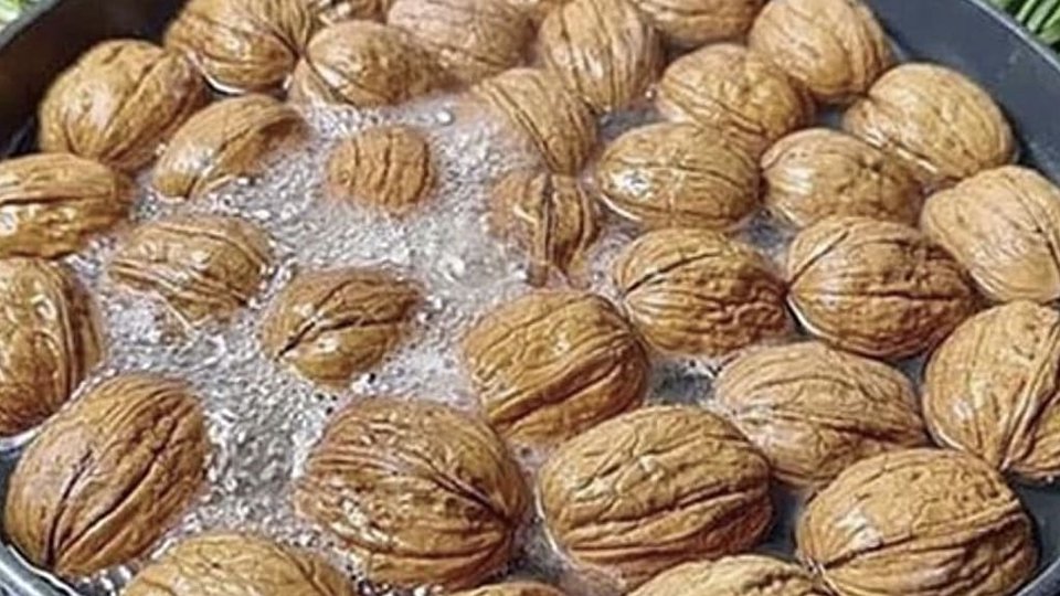 Walnut Extract